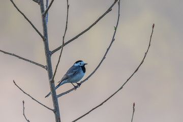 
white wagtail sitting on a branch
