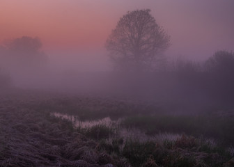 Fototapeta na wymiar foggy morning in the swamp