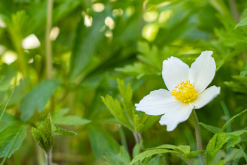 Beautiful white windflowers in the garden