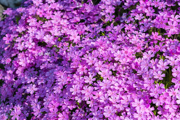 Beautiful purple rock cress in the rockery
