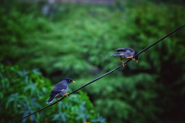 two little birds