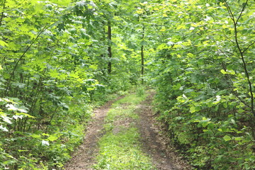 Summer forest landscape with vibrant forest green plants, forest trees and forest road