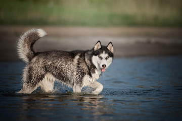 siberian husky dog in water