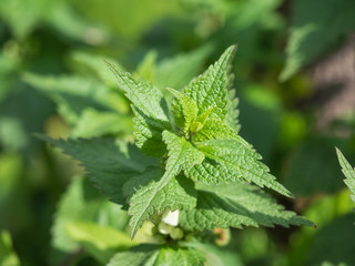 White calendula, or deaf nettle (Lámium álbum), is a perennial herb