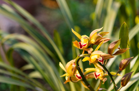 Cymbidium aloifolium orchid flower in the wild