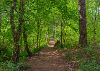 Naklejka premium Woodland trail into the distance