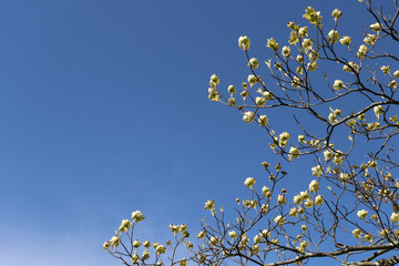 Upward facing flowers on dogwood tree backed by blue sky
