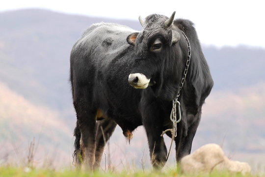 typical cow of Irpinia: the Podolica