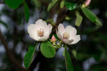 Quince tree branches during flowering