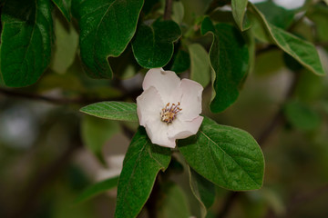 Quince tree branches during flowering
