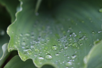 Closeup of beads of water droplets on hosta leaves