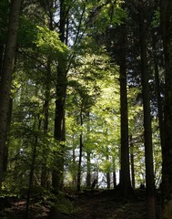Schöner Bergwald um Aschau