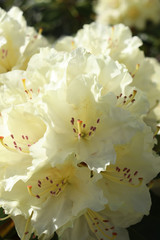 Closeup of yellow flower cluster on rhododendron