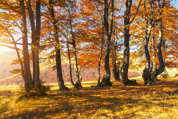 Beautiful sunny day in autumnal forest.