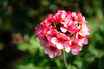 Dianthus barbatus (Sweet William's) in garden. Purple flowers dianthus barbatus in natural background