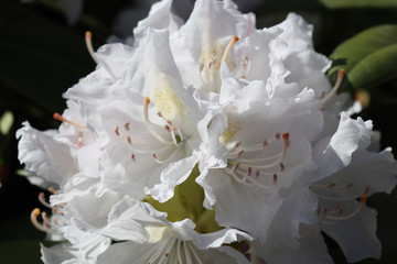 Closeup of white flower cluster on rhododendron