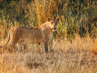 Lions en chasse Safari Serengeti Tanzanie