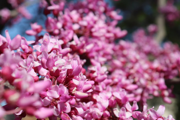 Closeup of small pink flower clusters on blooming redbud tree