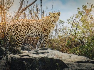 Portrait léopard Safari Tanzanie