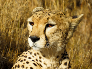 Portrait Guépard Safari Tanzanie