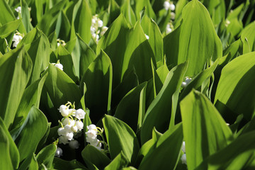 Obraz premium Closeup of sunlit green leaves and white, bell-shaped flowers of lilies of the valley
