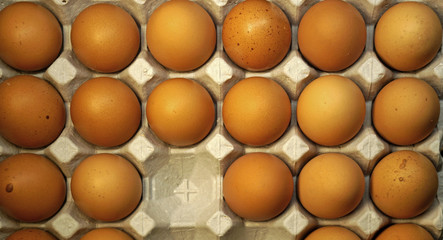 Chicken eggs in cardboard egg carton