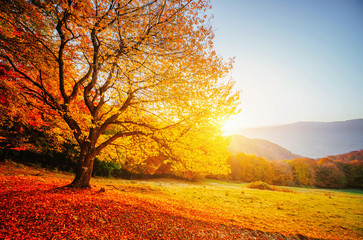 Beautiful sunny day and alone beech tree. Colorful foliage in the autumn park.