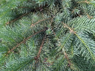 photo background green tree needles