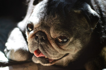Perro negro raza carlino con lengua fuera
