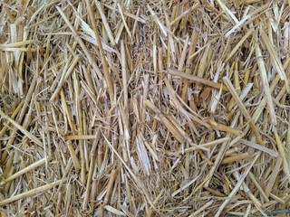 Photo background yellow straw dry grass