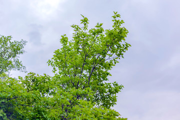 Spring tree crowns on a background of cloudy sky, background, texture