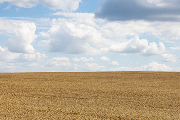 Beauty of golden wheat field with cloudy sky