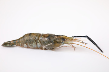 Raw prawn isolated in white baackground