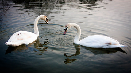 Swans