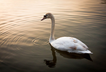 Mute Swan