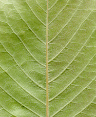 Leaf texture pattern ,texture of green leaves