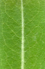 Leaf texture pattern ,texture of green leaves