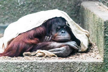 Unhappy Orangutan