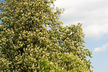 Green trees with blue sky