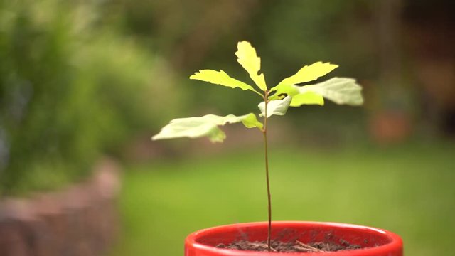 4k small planted oak tree in red pot moving in the wind Germinating oak garden.