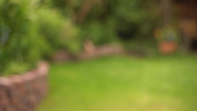 4k placing small oak tree in red pot on ground, man hands bokeh.