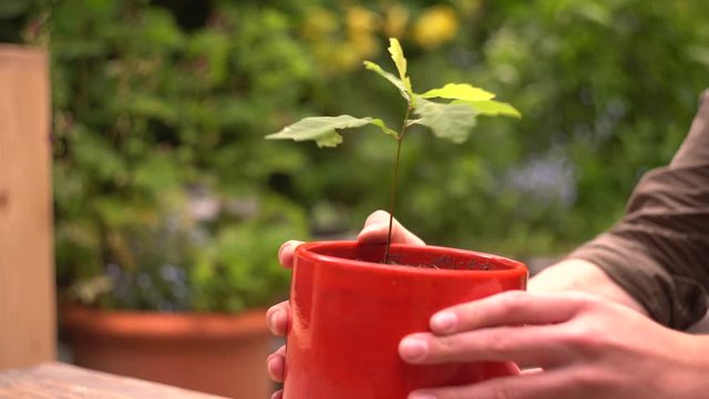 4k placing small oak tree in red pot on ground, man hands bokeh garden.