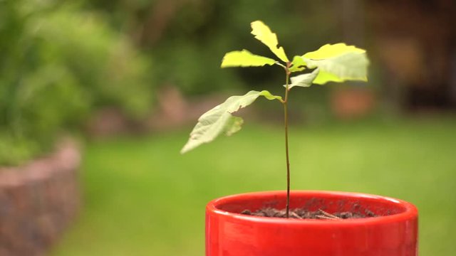 4k small planted oak tree in red pot moving in the wind germinating oak garden.