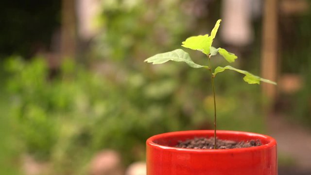 4k small planted oak tree in red pot moving in the wind Germinating oak.