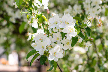 Beauty of spring white flowers in nature