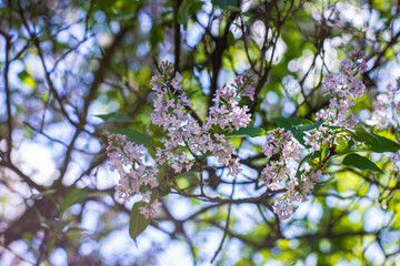 Beauty of blooming flowers on tree springtime