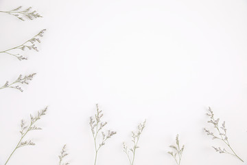 Caspia flower little purple flower plant isolated in white background in top view