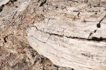 Alter getrockneter Holz Baumstamm