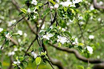 Young green lush foliage in summer forest