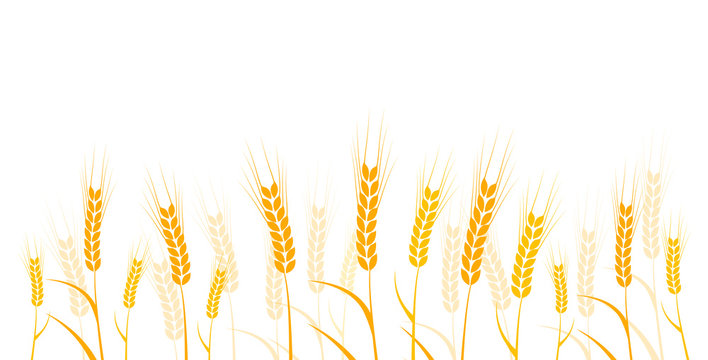 spiga di grano, spiga, grano, silhouette, agricoltura	
